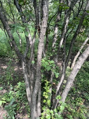 Crataegus pinnatifida