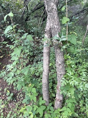 Crataegus pinnatifida