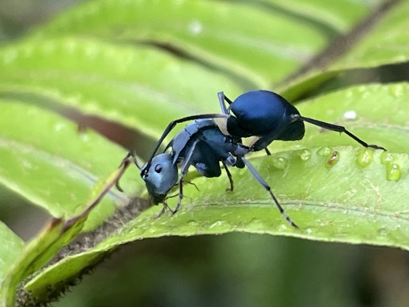 Polyrhachis viola