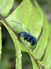 Polyrhachis baca