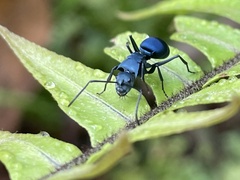 Polyrhachis baca