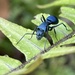 Polyrhachis cyaniventris - Photo (c) Larry Chen, alguns direitos reservados (CC BY-NC), uploaded by Larry Chen
