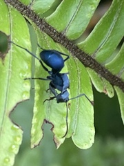 Polyrhachis baca