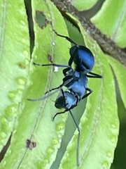 Polyrhachis baca