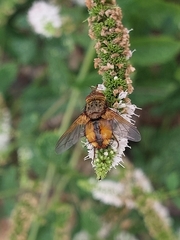 Eudoromyia