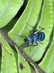 Polyrhachis baca