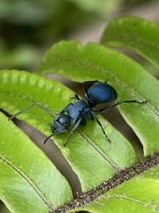 Polyrhachis baca