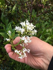 Centranthus ruber ruber