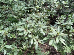 Rhododendron micranthum