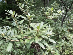 Rhododendron micranthum