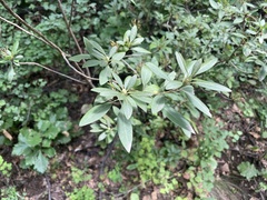 Rhododendron micranthum