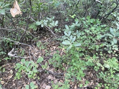 Rhododendron micranthum