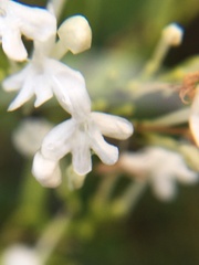 Centranthus ruber ruber