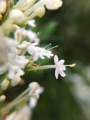 Centranthus ruber ruber
