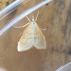Anania crocealis