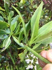 Centranthus ruber ruber