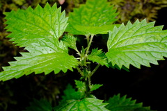 Urtica incisa