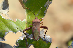 Athaumastus haematicus