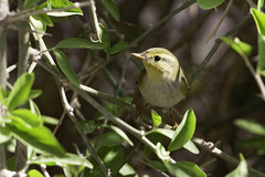Phylloscopus sibilatrix