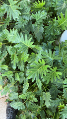 Thaumatophyllum xanadu