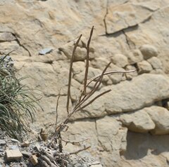 Matthiola odoratissima