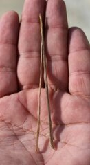 Matthiola odoratissima