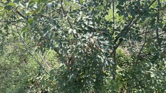 Fraxinus bungeana