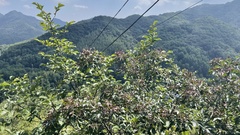 Fraxinus bungeana