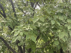 Fraxinus chinensis
