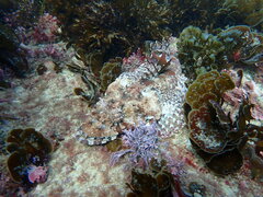 Thysanophrys cirronasus