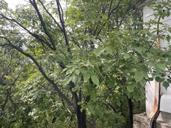 Fraxinus chinensis
