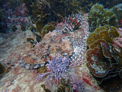 Thysanophrys cirronasus