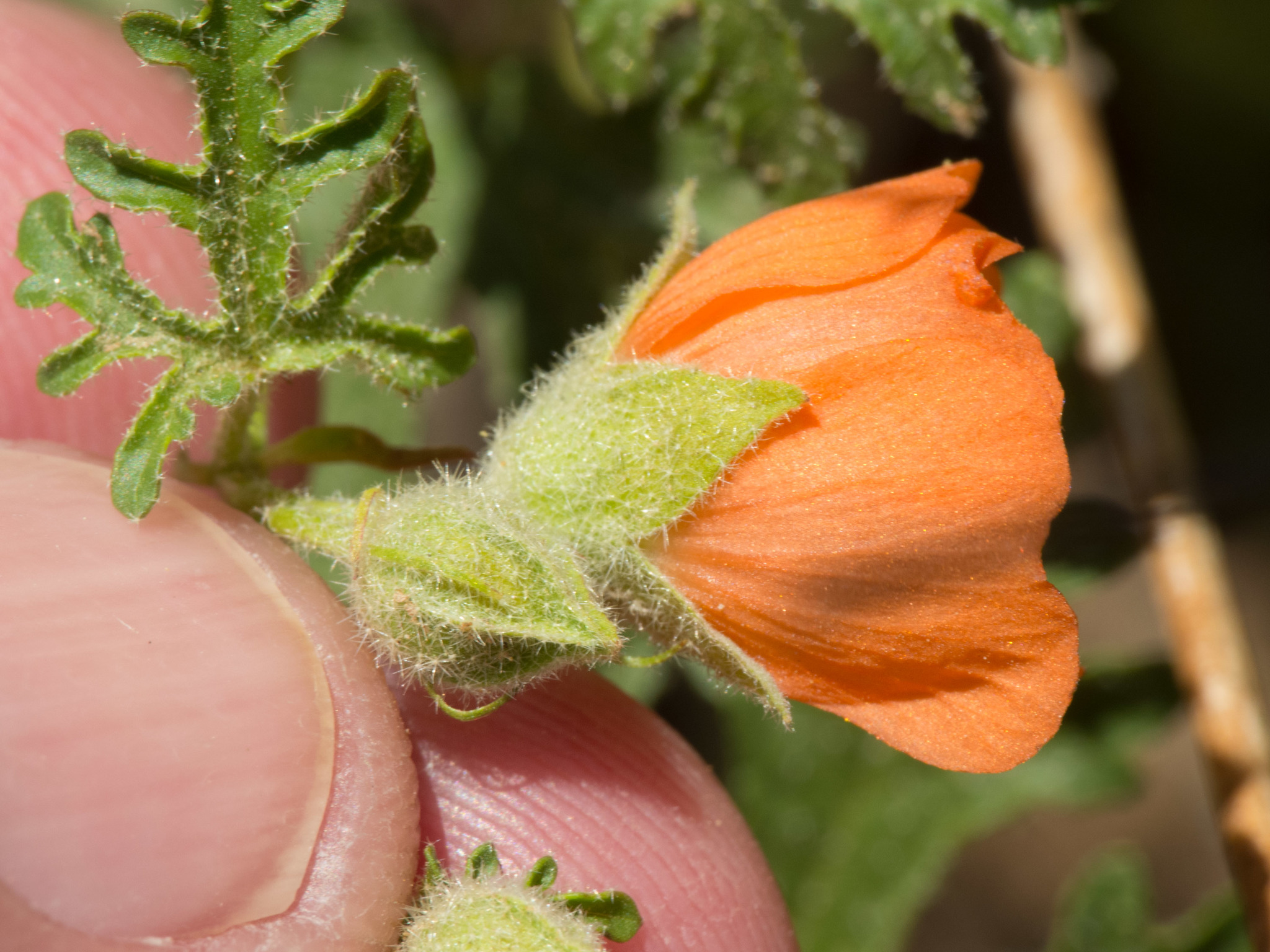 Sphaeralcea rusbyi