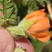 Sphaeralcea rusbyi - Photo 由 Steve Jones 所上傳的 (c) Steve Jones，保留部份權利CC BY-NC