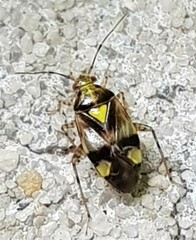 Liocoris tripustulatus