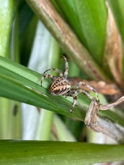 Araneus diadematus