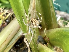 Araneus diadematus