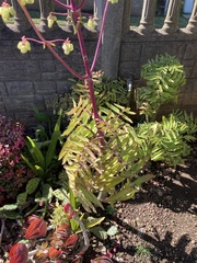 Kalanchoe prolifera