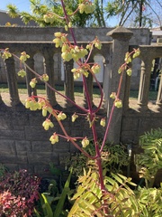 Kalanchoe prolifera