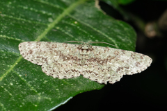 Ophthalmitis herbidaria