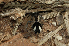 Traumatomutilla bifurca