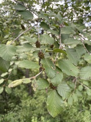 Betula dauurica