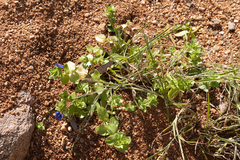 Lysimachia arvensis caerulea