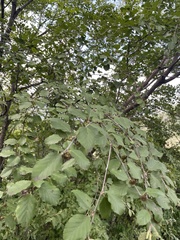 Betula dauurica