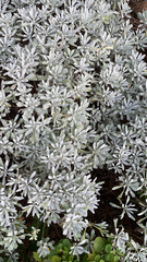 Crossostephium chinense