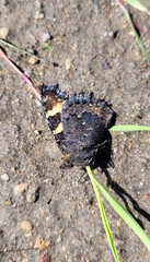 Aglais urticae connexa