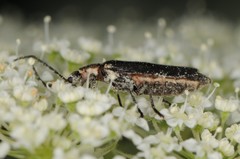 Silinae