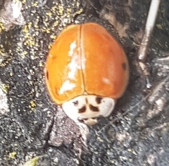 Harmonia axyridis