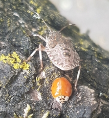 Harmonia axyridis