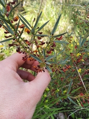 Daviesia nudiflora